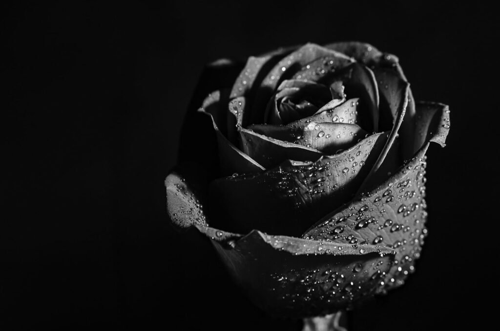 黒薔薇『花言葉:永遠の愛』